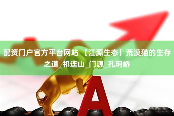 配资门户官方平台网站 【江源生态】荒漠猫的生存之道_祁连山_门源_孔玥峤