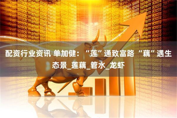 配资行业资讯 单加健：“莲”通致富路 “藕”遇生态景_莲藕_管水_龙虾