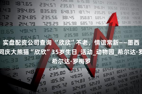 实盘配资公司查询 “欣欣”不老，情谊常新——墨西哥人同庆大熊猫“欣欣”35岁生日_活动_动物园_希尔达·罗梅罗